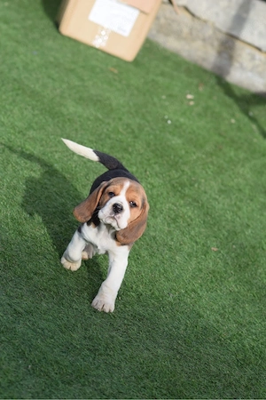 beagle tricolor  - imagine 3