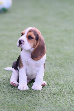 beagle tricolor  - imagine 2