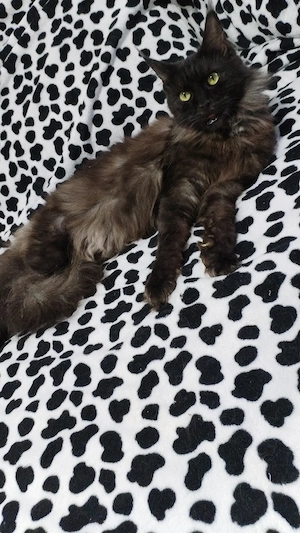 Femela Black Smoke Maincoon  - imagine 2