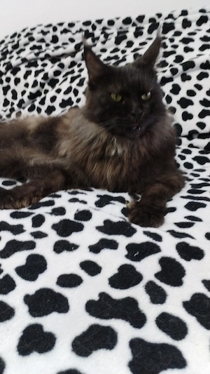 Femela Black Smoke Maincoon  - imagine 4