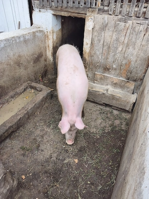 Vând porc 100- 120 kg