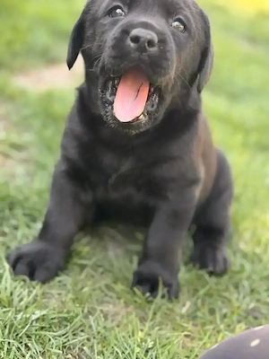 Pui labrador - imagine 4