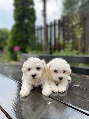 vand pui bichon maltese mini toy - imagine 2