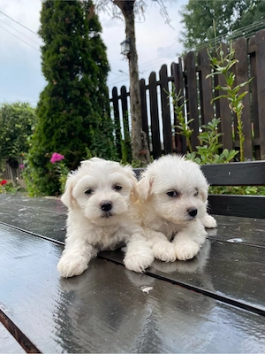 vand pui bichon maltese mini toy - imagine 3