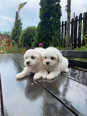 vand pui bichon maltese mini toy - imagine 4