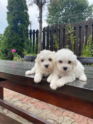 vand pui bichon maltese mini toy - imagine 5
