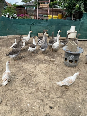 vand rate pekin 4 luni 2-3 kg - imagine 2