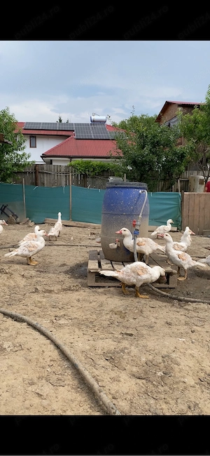 vand rate pekin 4 luni 2-3 kg - imagine 4