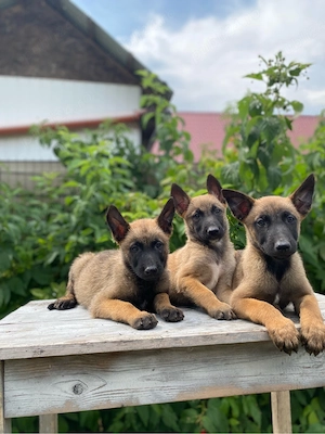 vand pui ciobanesc belgian malinois - imagine 3