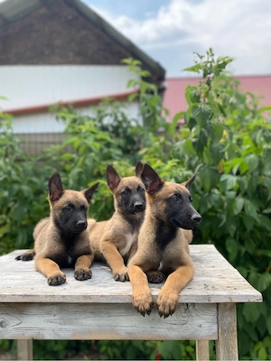 vand pui ciobanesc belgian malinois - imagine 2