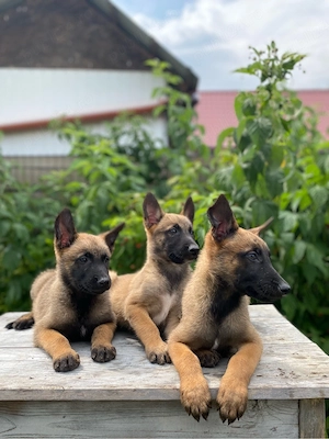 vand pui ciobanesc belgian malinois - imagine 5