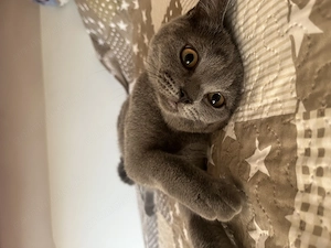 Pui pisica british shorthair blue si lila - imagine 3