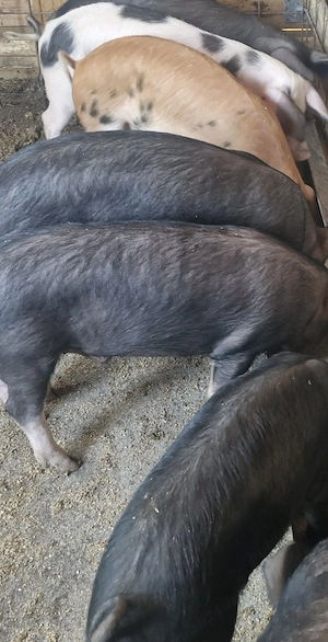 Grasuni de vanzare 30  35 kg bucata  - imagine 3