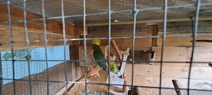 Vand papagali agapornis