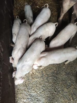 Vand Purcei de 2 luni, satul Comana - Giurgiu