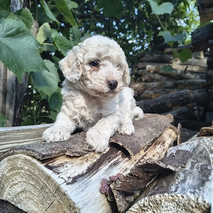 Caniche talie medie  - imagine 2