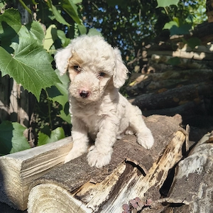 Caniche talie medie  - imagine 3