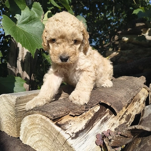 Caniche talie medie  - imagine 4