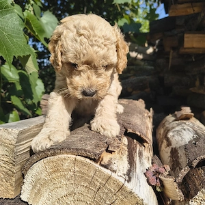 Caniche talie medie  - imagine 5