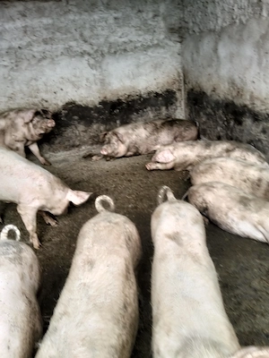 Vind porci de taiat