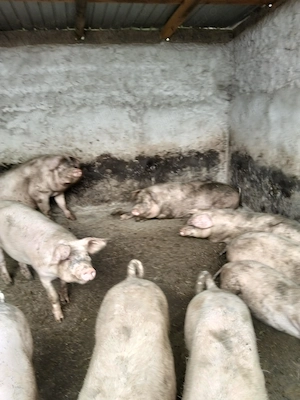 Vind porci de taiat - imagine 2