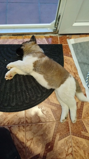 Mascul akita american 