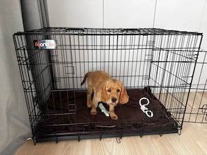 Pui cocker spaniel - imagine 3