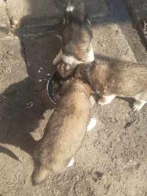 De Vânzare Căței 
