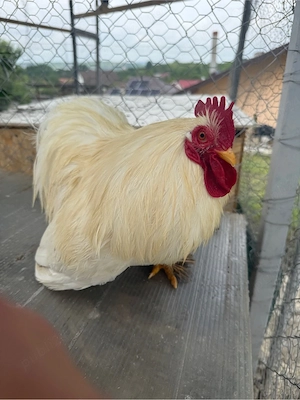 Vand cocos Cochinchina