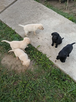 vand catei labrador 