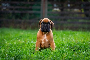 Vând pui boxer german - imagine 3