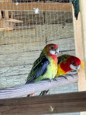 Papagali Rosella