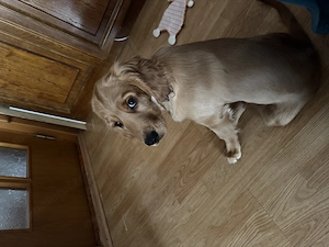 Pui cocker spaniel