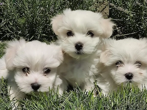Bichon Maltese (Maltez) cu pasaport - imagine 2