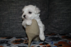 Bichon Maltese (Maltez) cu pasaport - imagine 5