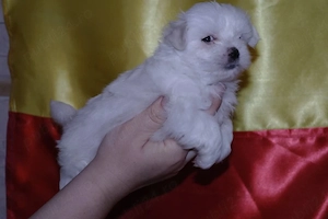Bichon Maltese (Maltez) cu pasaport - imagine 4