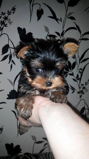 Yorkshire Terrier cu pasaport - imagine 3