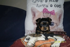 Yorkshire Terrier cu pasaport - imagine 2