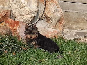 Yorkshire Terrier cu pasaport - imagine 5