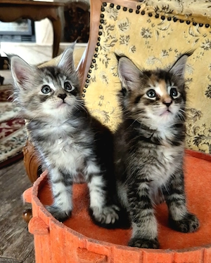 Pisoi Maine Coon cu pedigree