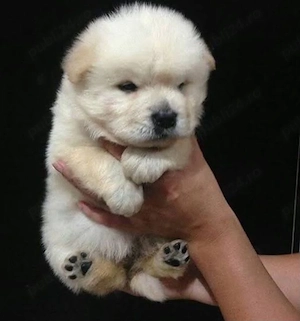 Chow Chow 