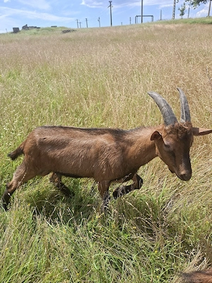 Vând țap alpin francez