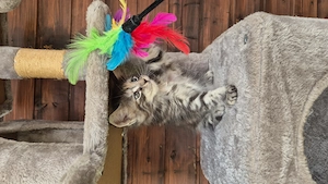 Pisoi Maine Coon cu pedigree - imagine 2