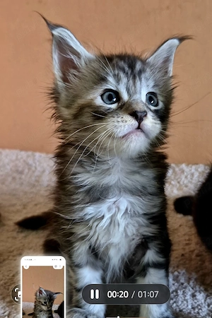 Pisoi Maine Coon cu pedigree - imagine 4