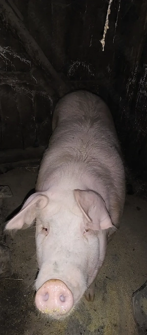Porc de vanzare in Prundu 