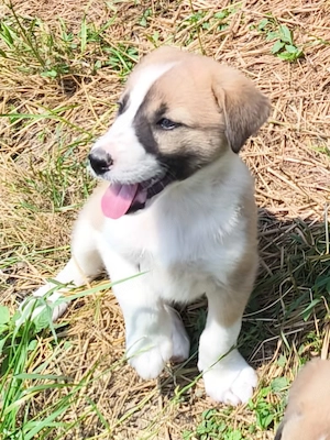 Adoptie catelusi de 1 luna si jumatate