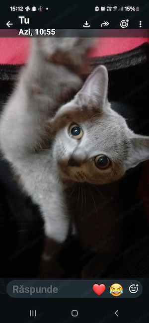 Puiuti pisica rasa british & scotish shorthair , in varsta de 2 luni jumate - imagine 4