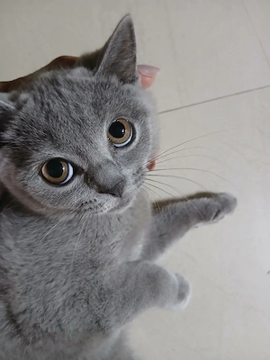 Puiuti pisica rasa british & scotish shorthair , in varsta de 2  1 2luni.