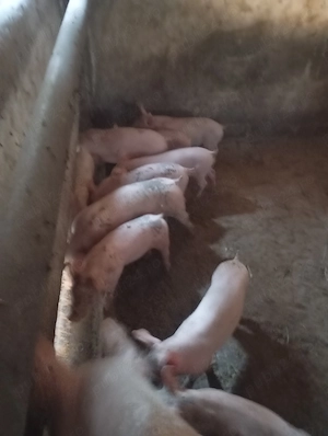 Grasunui landras cu marele alb