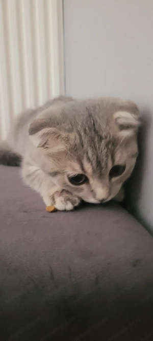 Pui pisica Scottish Fold
